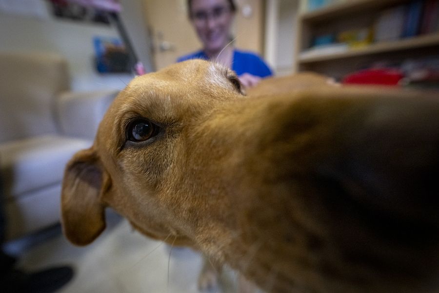 People of KHSC - Julie Halle + Doc Volunteer dog Doc gets a little too close to the camera. His nose is touching the lens, while a KHSC staff member smiles in the background.