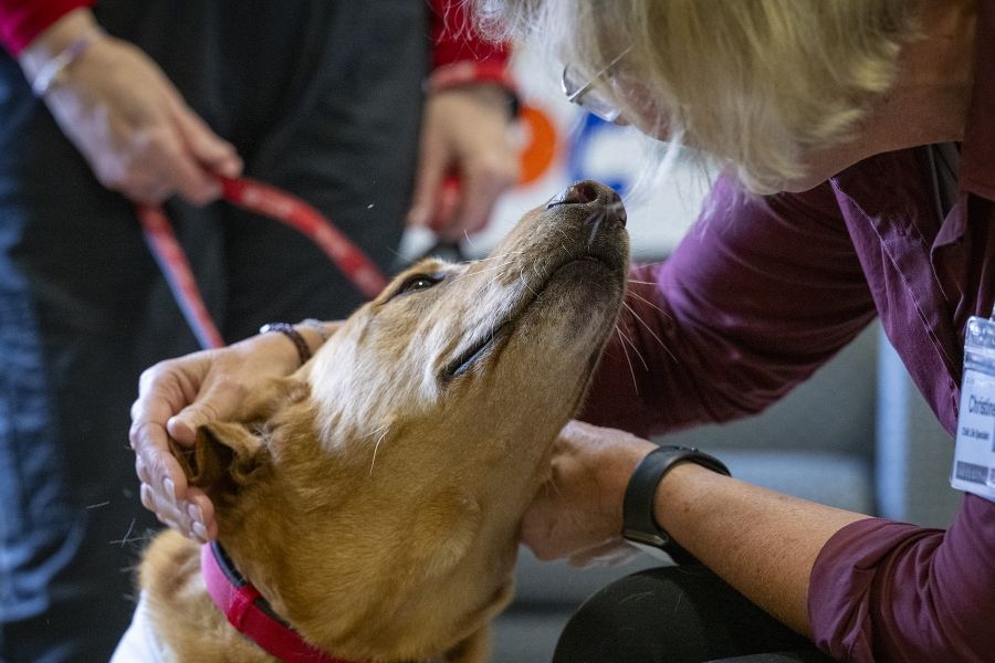 People of KHSC - Julie Halle + Doc A close up staff of a KHSC staff member petting Doc. Doc is facing the staff member with his chin up and she is petting the top of his head.