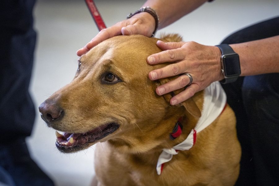 People of KHSC - Julie Halle + Doc A close up shot of volunteer dog Doc’s face as he’s getting petted by a staff member on the head.