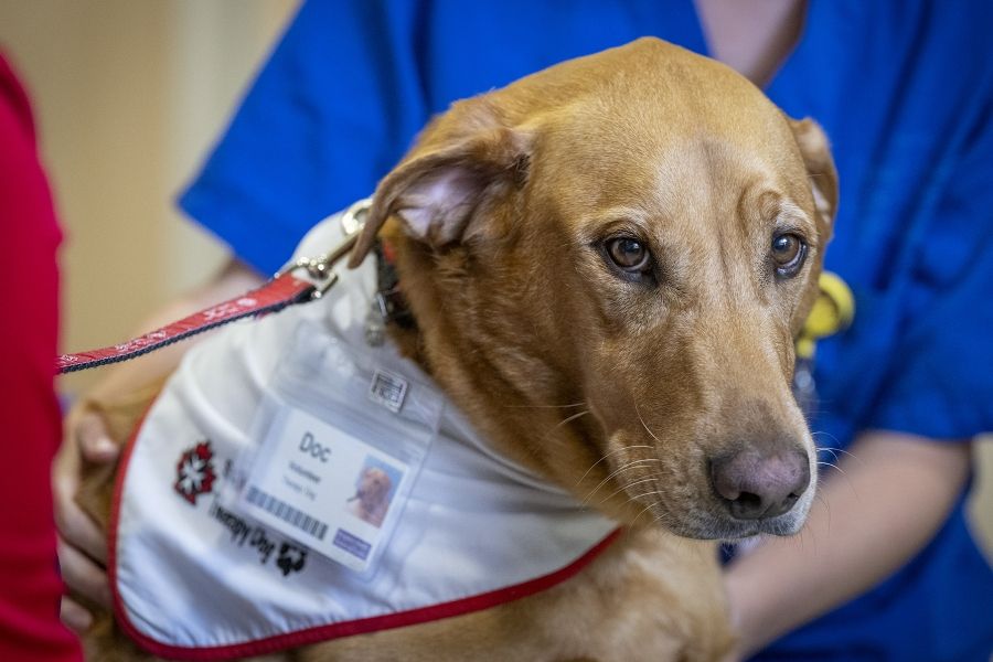 People of KHSC - Julie Halle + Doc A close up profile shot of volunteer Dog. He’s head is facing the camera and you can see his St. John Ambulance Therapy Dog bandana around his neck.