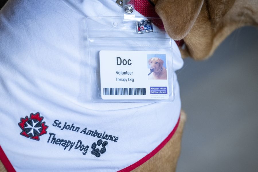 People of KHSC - Julie Halle + Doc A close up shot of volunteer dog Doc’s KHSC ID badge and St. John Ambulance Therapy Dog bandana.