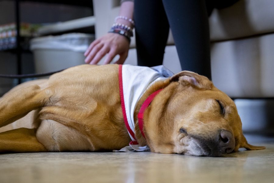 People of KHSC - Julie Halle + Doc A close up shot of volunteer dog Doc lying down and asleep on the floor, as he gets petted by a patient on the back.