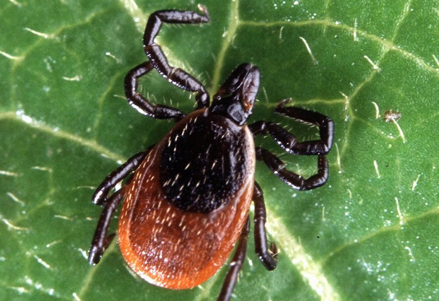 Can Deer Ticks Transmit COVID? - Lyme Disease Association