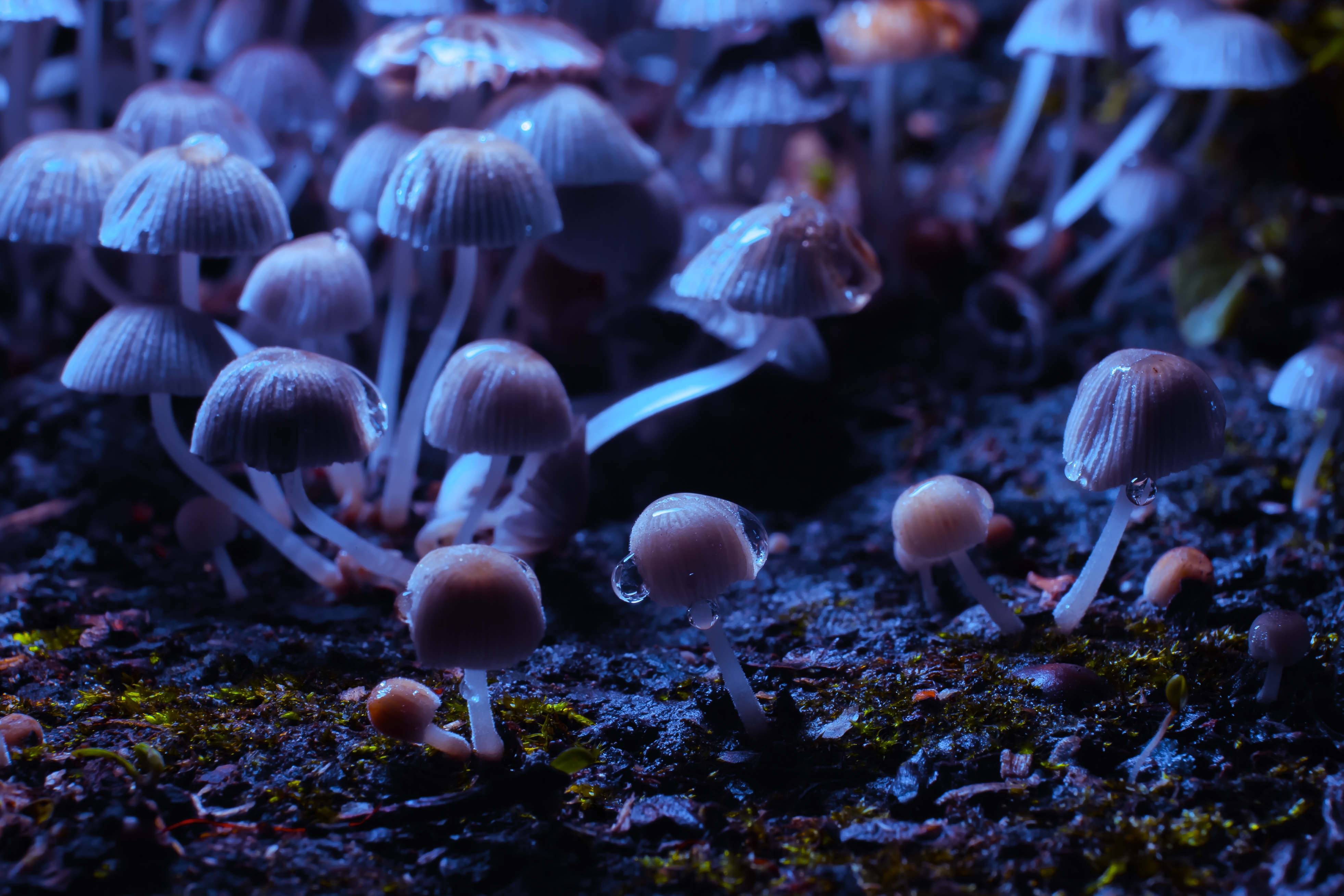 photo of mushrooms